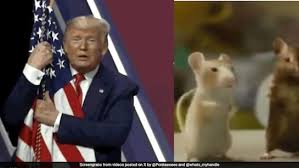 Trump’s Secret Support for Transgender Mice Revealed: Government Spending Millions on “Gender Transition” for Rodents